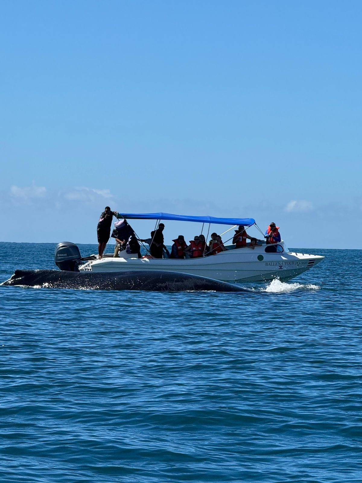 promo-whale-watching-season
